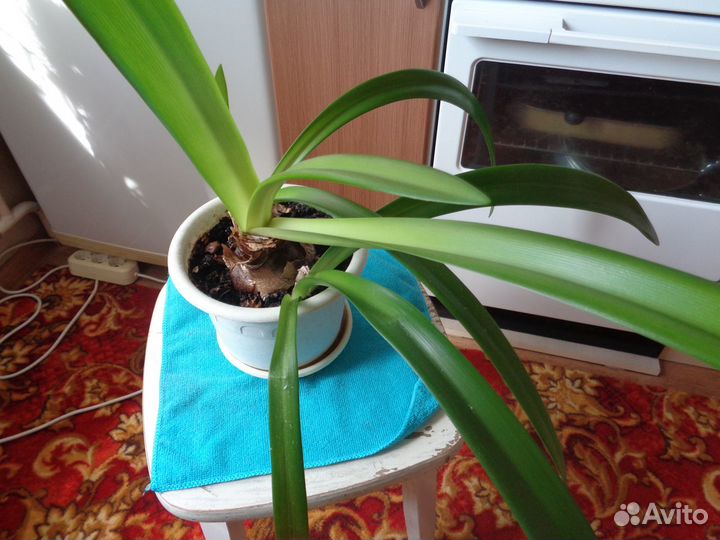 Гиппеаструм(амариллис)