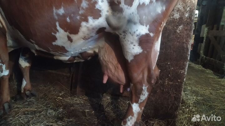 Корова стельная дойная