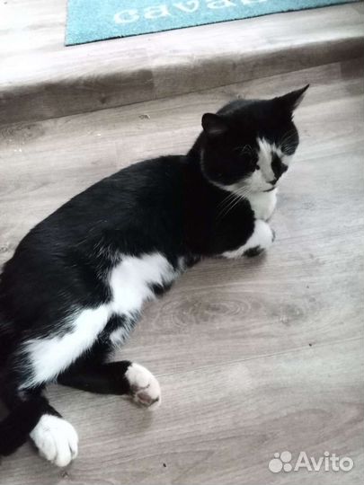 Котики бесплатно в добрые руки