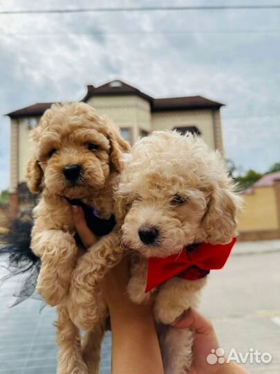 Той-пудель мини девочка