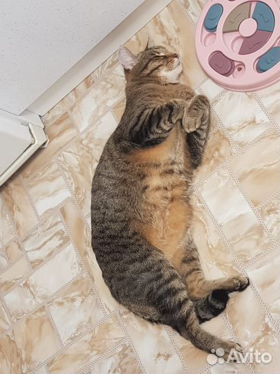 Кошки в добрые руки бесплатно