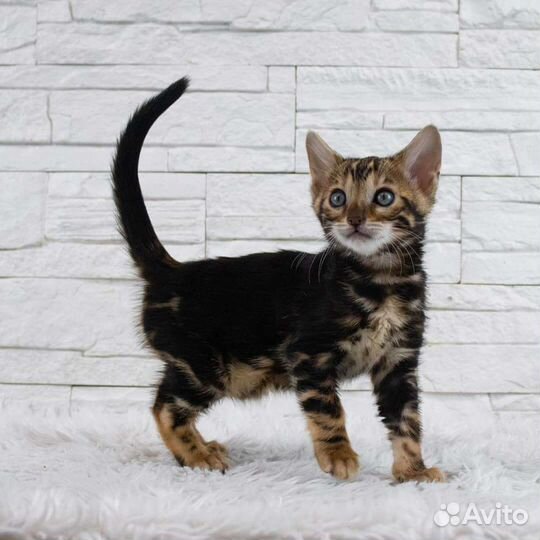 Бенгальский котенок мраморный окрас