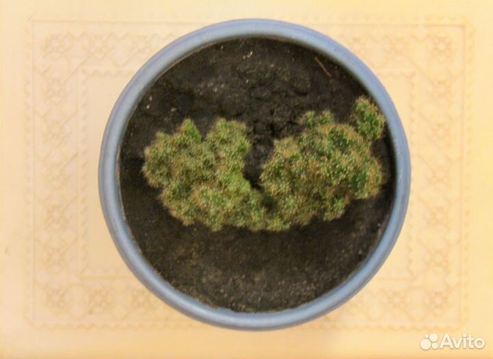 Кактус Цереус