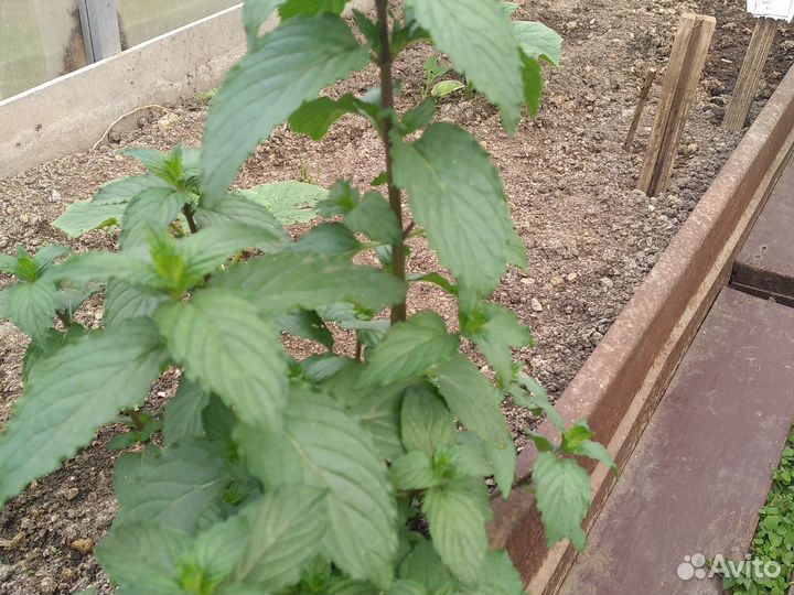 Мята, оригано, мелисса