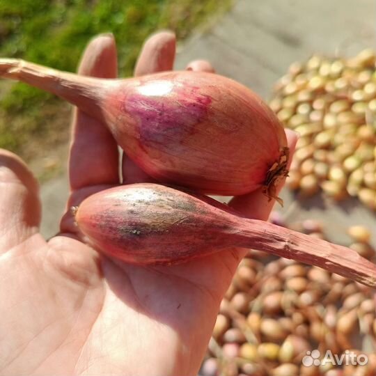 Лук семейный аристократ