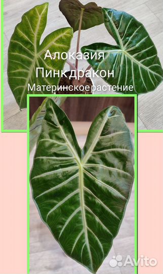 Комнатные цветы.Алоказии