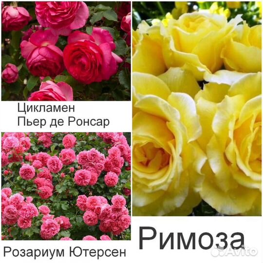 Розы плетистые
