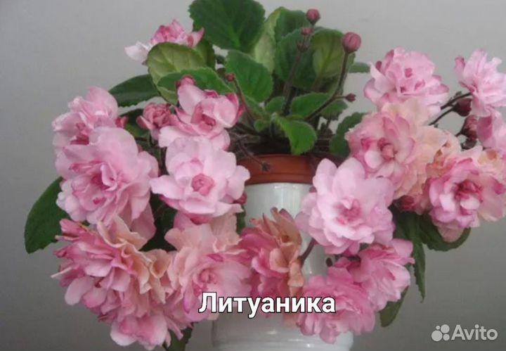 Фиалка трейлер