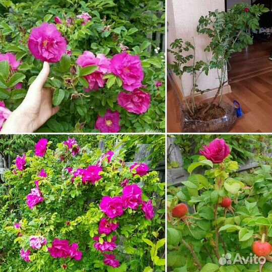 Роза Васагейминг