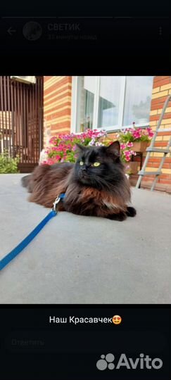 Коты для вязки