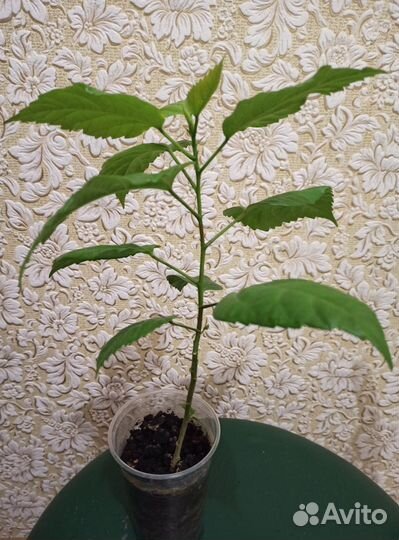 Гибискус махровый (китайская роза)