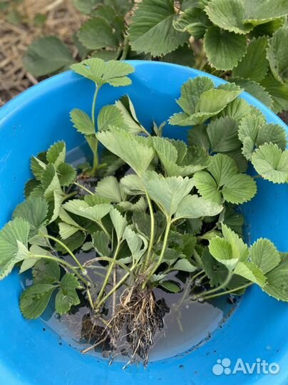 Рассада клубники