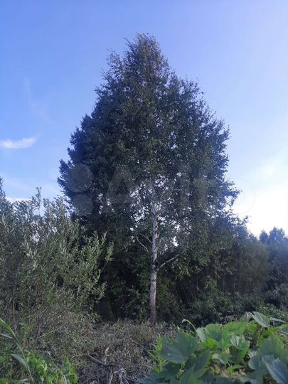 Участок 12 сот. (СНТ, ДНП)