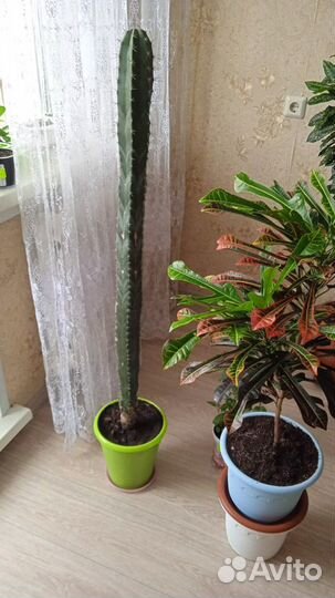 Кактус цереус