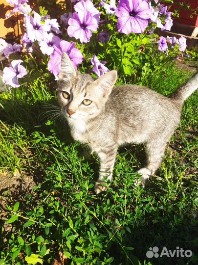 Кошка мышеловка бесплатно (4 месяца)