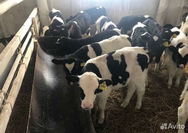 Бычки и телки