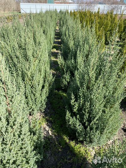 Можжевельник стрикта