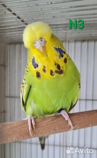 Выставочные волнистые попугаи (ввп, чехи)