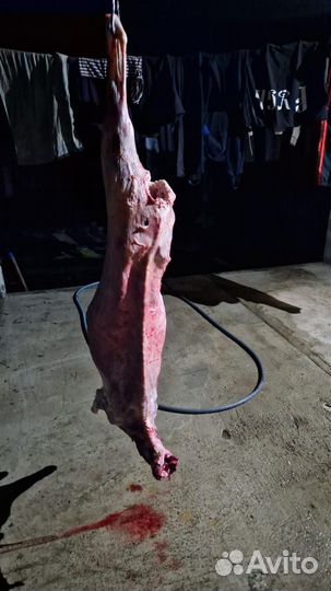 Мясо для собак