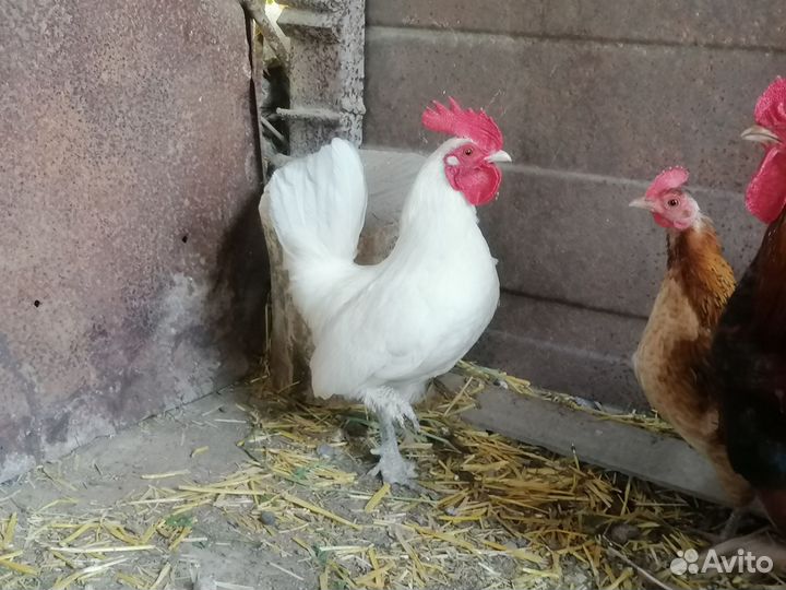 Карликовые петушки