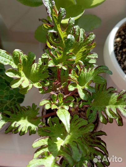 Набор цветов 3