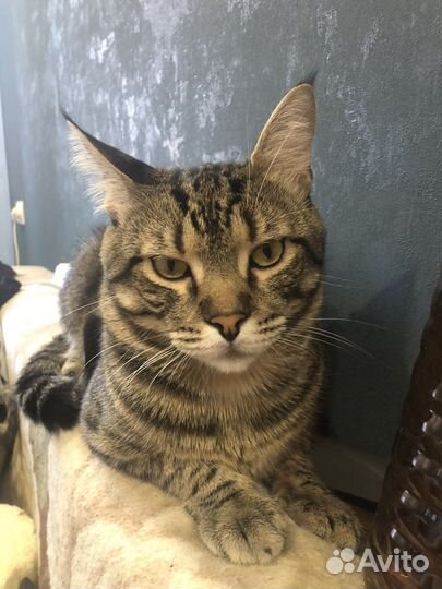 Кошка в дар