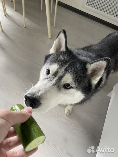 Хаски в добрые руки