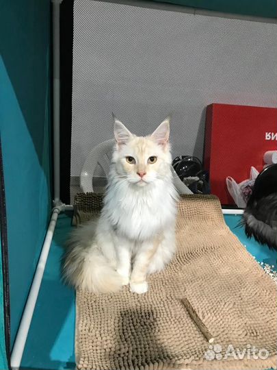 Котёнок Мейн-кун