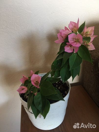 Бугенвиллея