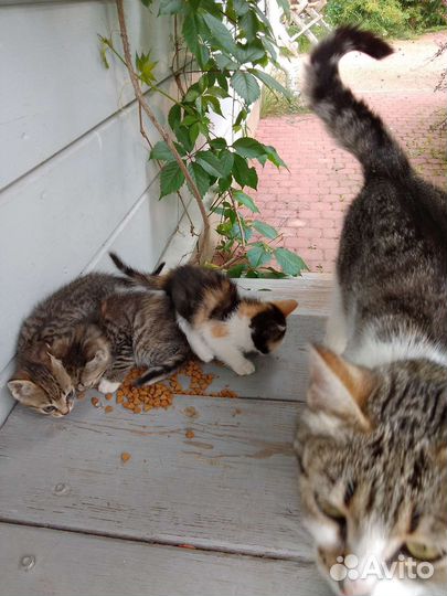 Котята в добрые руки