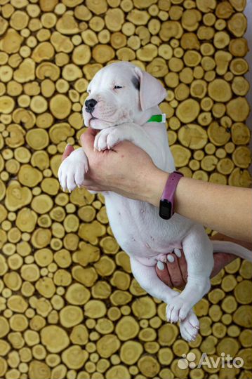 Аргентинский дог