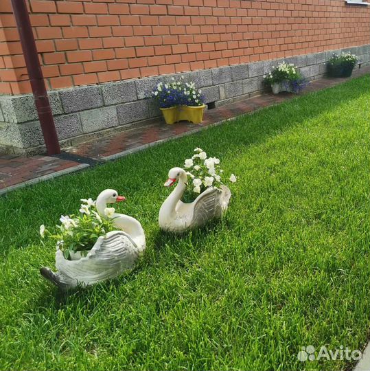 Рулонный газон, газон посевной