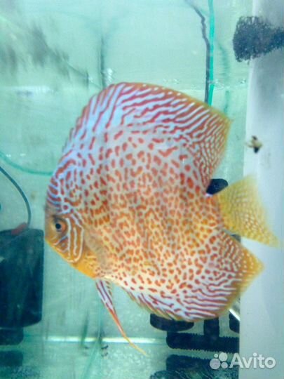 Продам дискусов