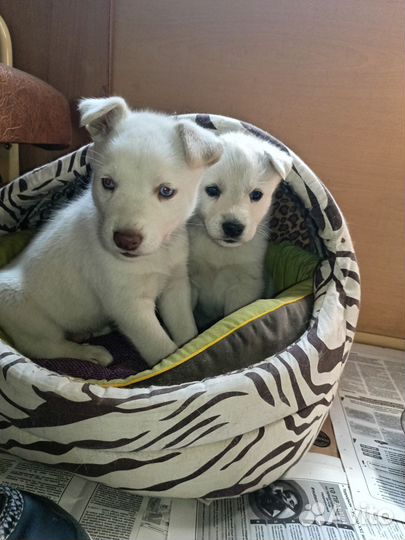 Щенки западно сибирской лайки