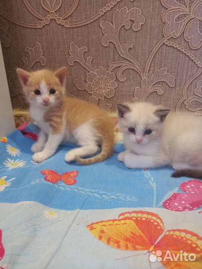 Котята в добрые руки