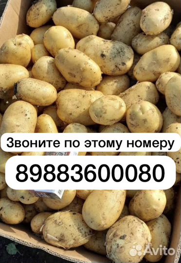 Картофель второй урожай 2023