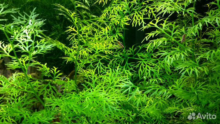 Растения для аквариума