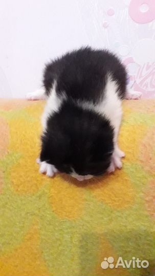 Отдаем котенка (девочку)