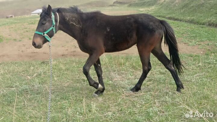 Продам лошадь