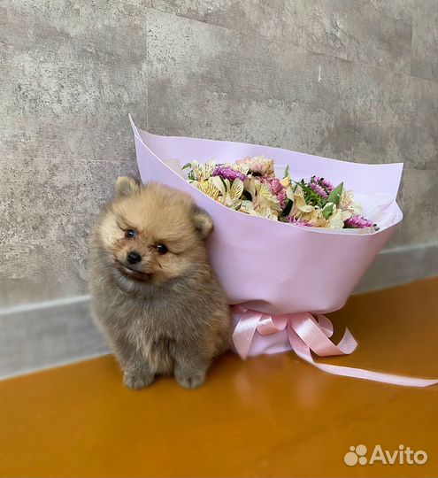 Медвежонок