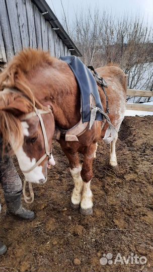 Жеребец башкирской породы,кобыла с жеребенком