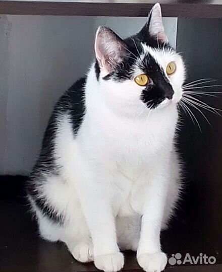 Кошечка булочка