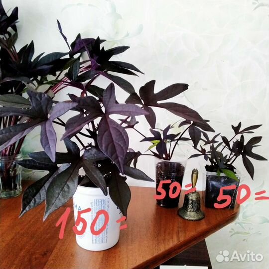 Ипомея батат