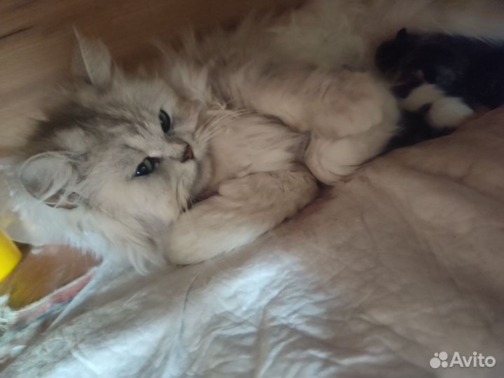 Персидская шиншилла