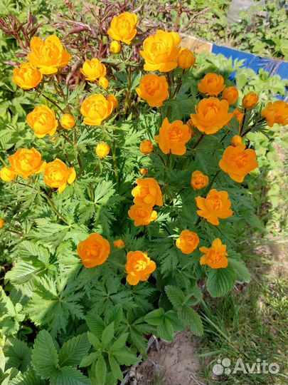 Купальница