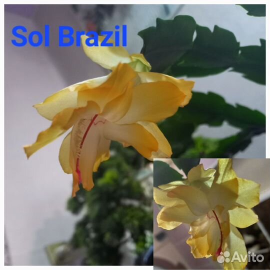 Декабрист(шлюмбергера)