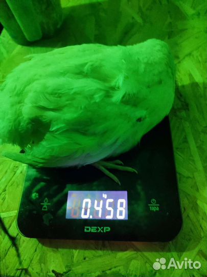 Перепел Белый Гигант