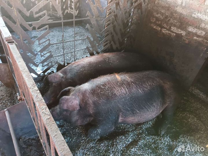 Свиньи живой вес