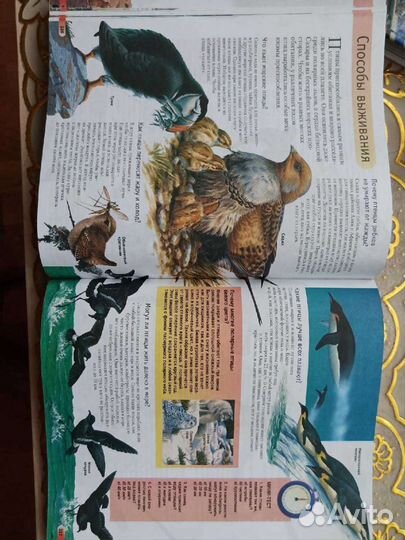 Детская энциклопедия