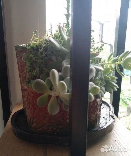 Суккуленты набор в керамическом кашпо